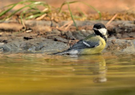 Photo for Great tit bathing in the pond (Parus major) - Royalty Free Image