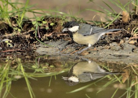 Photo for Great tit in the forest pond (Parus major) - Royalty Free Image