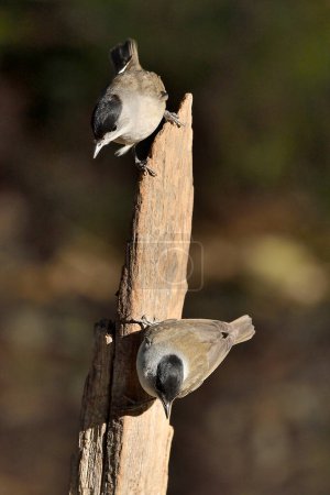 Photo for Pair of blackcaps on a branch (Sylvia atricapilla) - Royalty Free Image