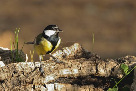 Photo for Great tit perched on the ground (Parus major) - Royalty Free Image