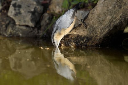 Photo for Nuthatch (Sitta europaea) drinking from the pond - Royalty Free Image