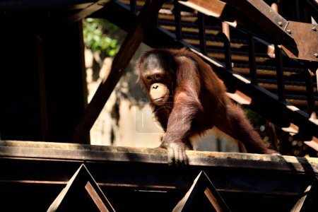 Photo for Young Bornean Orangutan (Pongo pygmaeus) - Royalty Free Image