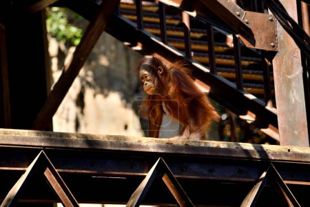 Photo for Young Bornean Orangutan (Pongo pygmaeus) - Royalty Free Image