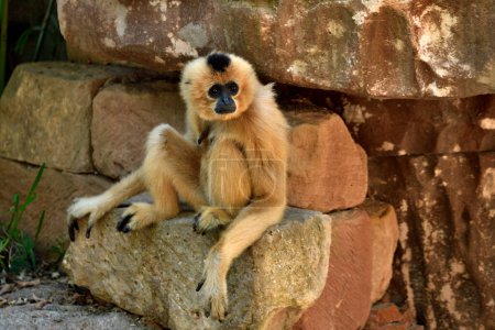 Photo for Female golden-cheeked gibbon on rocks (Nomascus gabriellae) - Royalty Free Image