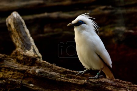 Photo for Bali mynah bird perched on a branch (Leucopsar rothschildi) - Royalty Free Image