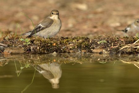 Photo for Pied flycatcher in the pond reflected in the water (Ficedula hypoleuca) - Royalty Free Image