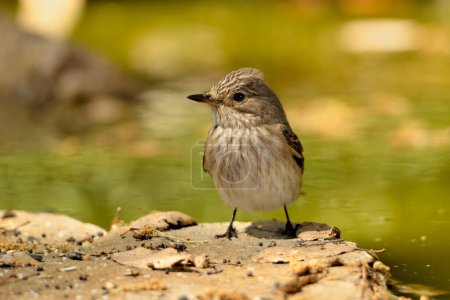 Photo for Gray flycatcher on the ground next to the pond (Muscicapa striata) - Royalty Free Image