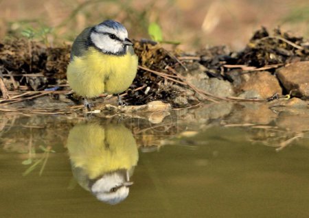Photo for Blue tit reflected in the pond (Cyanistes caeruleus) - Royalty Free Image