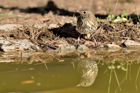 Photo for Song thrush reflected in pond water (Turdus philomelos) - Royalty Free Image