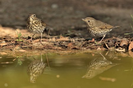 Photo for Song thrush drinking from the pond (Turdus philomelos) - Royalty Free Image