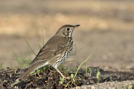 Photo for Song thrush on forest floor (Turdus philomelos) - Royalty Free Image