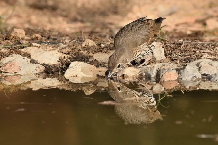 Photo for Song thrush reflected in pond water (Turdus philomelos) - Royalty Free Image