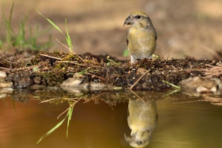 Photo for Common crossbill in the pond (Loxia curvirostra) - Royalty Free Image