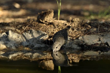 Foto de Crossbill común en el estanque (Loxia curvirostra) - Imagen libre de derechos