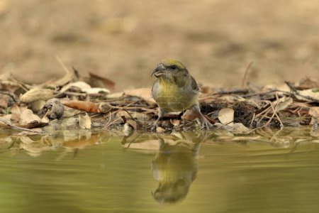 Foto de Crossbill común en el estanque (Loxia curvirostra) - Imagen libre de derechos