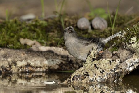 Photo for Common crossbill in the pond (Loxia curvirostra) - Royalty Free Image