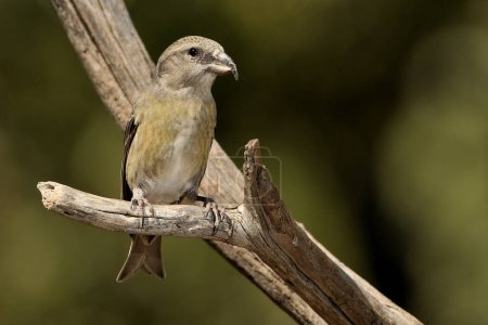 common crossbill on a branch (Loxia curvirostra)