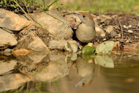 Foto de Gorra negra reflejada en el estanque (Sylvia atricapilla) - Imagen libre de derechos