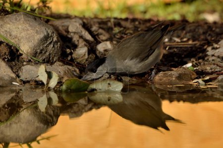 Foto de Gorra negra reflejada en el estanque (Sylvia atricapilla) - Imagen libre de derechos
