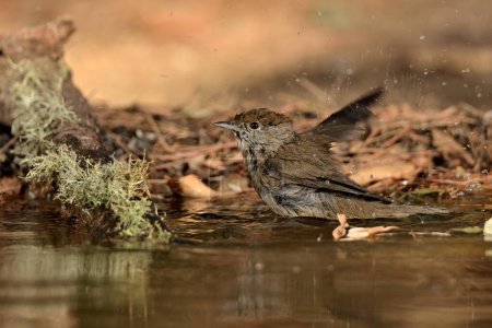 Photo for Blackcap bathing in the park pond (Sylvia atricapilla) - Royalty Free Image