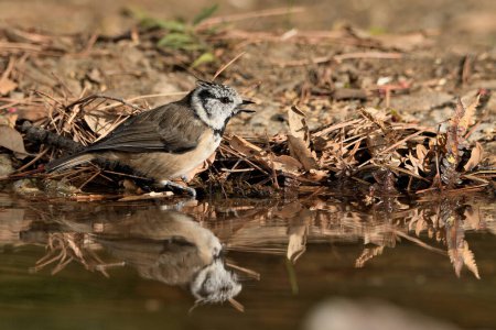 Photo for Capuchin tit reflected in the pond (Lophophanes cristatus) - Royalty Free Image