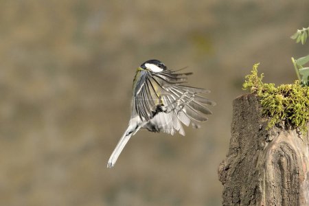 Photo for Great tit in flight (Parus major) - Royalty Free Image