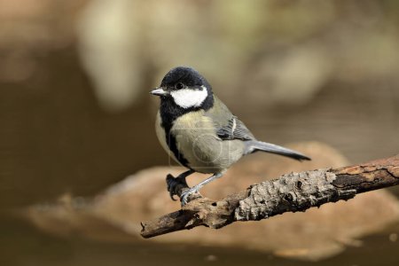 Photo for Great tit perched on a branch (Parus major) - Royalty Free Image