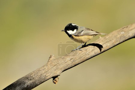 Photo for Great tit perched on a branch (Parus major) - Royalty Free Image