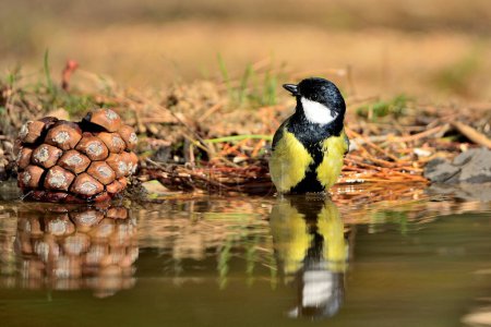Photo for Great tit in forest pond (Parus major) - Royalty Free Image