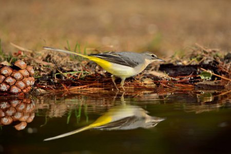 Photo for Sandpiper reflected in pond water (Motacilla cinerea) - Royalty Free Image