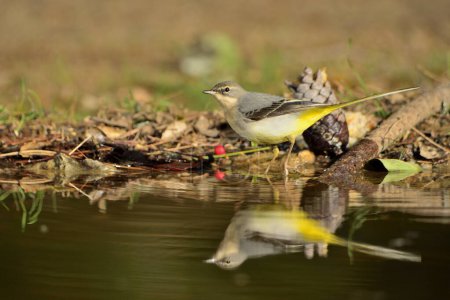 Photo for Sandpiper reflected in pond water (Motacilla cinerea) - Royalty Free Image