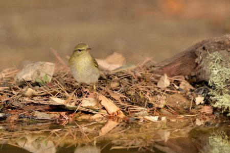 Photo for Common chiffchaff in park pond (Phylloscopus collybita) - Royalty Free Image