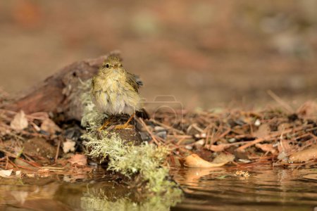 Téléchargez les photos : Morue franche dans l'étang du parc (Phylloscopus collybita) - en image libre de droit