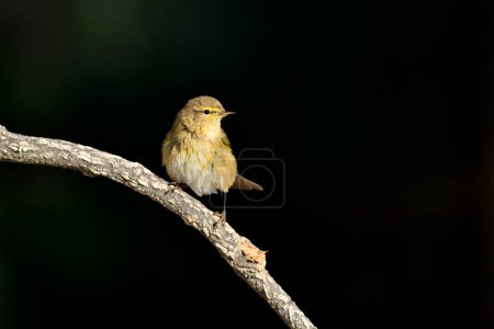 Photo for Common chiffchaff perched on a branch (Phylloscopus collybita) - Royalty Free Image