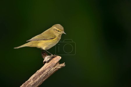 Photo for Common chiffchaff perched on a branch (Phylloscopus collybita) - Royalty Free Image