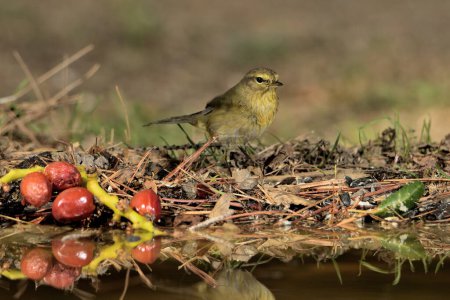Photo for Common Chiffchaff in the park pond (Phylloscopus collybita) - Royalty Free Image