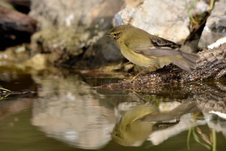 Photo for Common Chiffchaff bathing in the park pond (Phylloscopus collybita) - Royalty Free Image