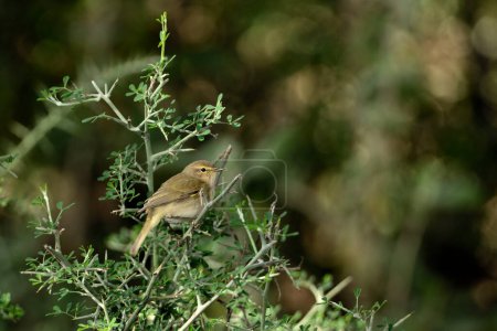 Photo for Common chiffchaff perched on bushes (Phylloscopus collybita) - Royalty Free Image