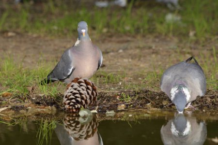 Photo for Wood pigeon or simply wood pigeon (Columba palumbus) - Royalty Free Image