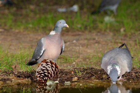 Téléchargez les photos : Pigeon des bois ou simplement pigeon des bois (Columba palumbus) - en image libre de droit