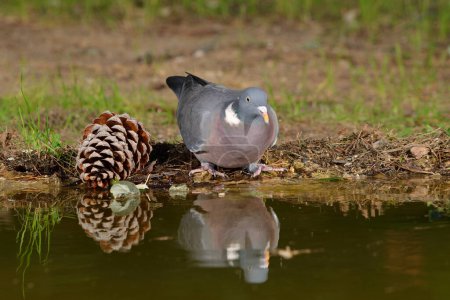 Photo for Wood pigeon or simply wood pigeon (Columba palumbus) - Royalty Free Image