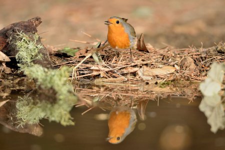 Photo for European robin reflected in pond water (Erithacus rubecula) - Royalty Free Image