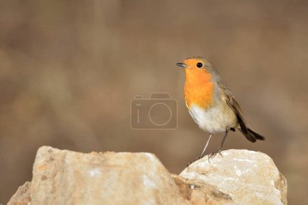 Photo for European robin in the forest (Erithacus rubecula) - Royalty Free Image
