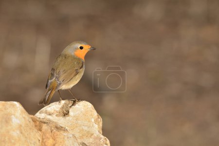 Photo for European robin in the forest (Erithacus rubecula) - Royalty Free Image