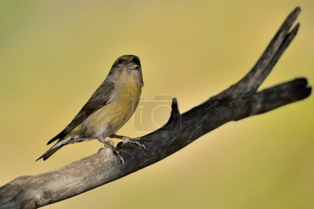 Photo for Crossbill perched on a branch (Loxia curvirostra) - Royalty Free Image