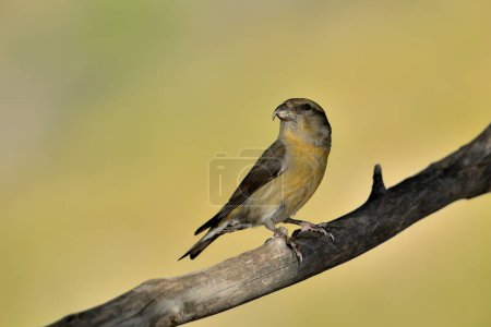 Photo for Crossbill perched on a branch (Loxia curvirostra) - Royalty Free Image