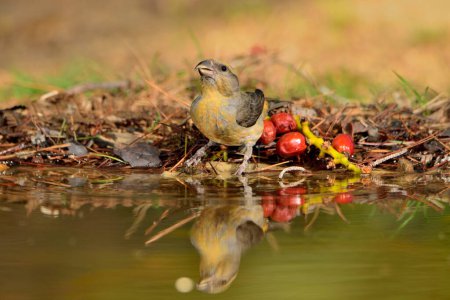 Photo for Crossbill drinking and reflected in water (Loxia curvirostra) - Royalty Free Image
