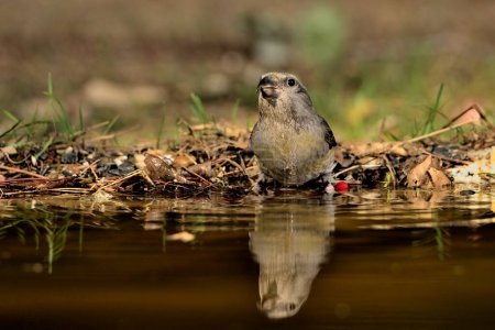 Photo for Crossbill drinking and reflected in water (Loxia curvirostra) - Royalty Free Image