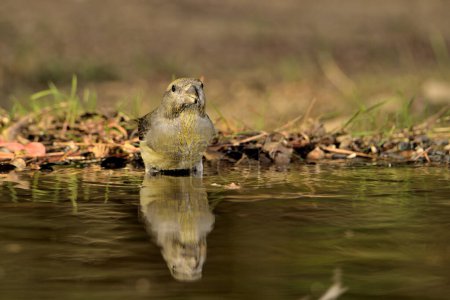 Photo for Crossbill bathing in the pond (Loxia curvirostra) - Royalty Free Image