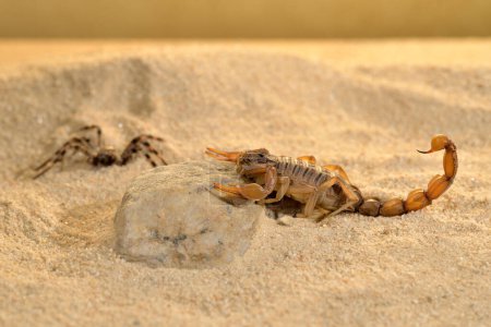 Foto de Común, escorpión amarillo o escorpión en la arena (Butthus occitanus) - Imagen libre de derechos